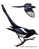 Black-billed Magpie动物图片Animal Pictures