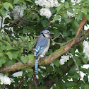 Blue Jay