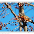 北美知更鸟, American Robin