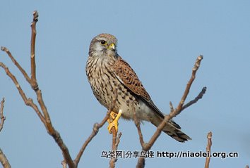 世界各国的 国鸟【续】 - 陈明远 - 陈明远的博客 世界各国的 国鸟【续】 - 陈明远 - 陈明远的博客