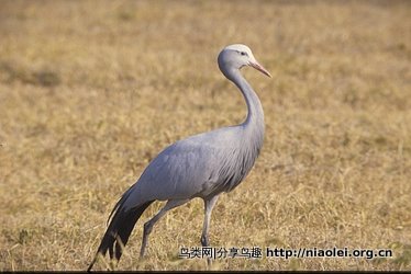 世界各国的 国鸟【续】 - 陈明远 - 陈明远的博客 世界各国的 国鸟【续】 - 陈明远 - 陈明远的博客
