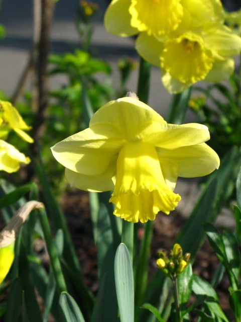[daffodils[5].jpg]