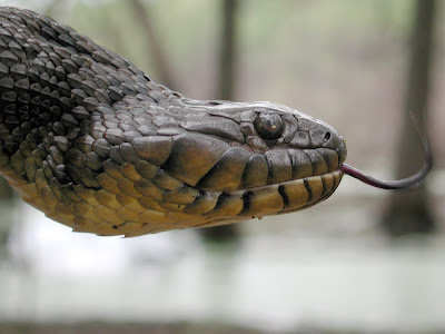 Diamondback watersnake - Nerodia