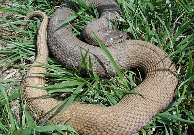 Northern watersnake - Nerodia