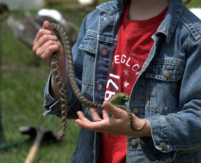 Young adult fox snake - Elaphe