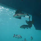 Fische unter dem Schiff