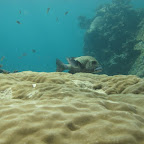 Fisch beim Fressen