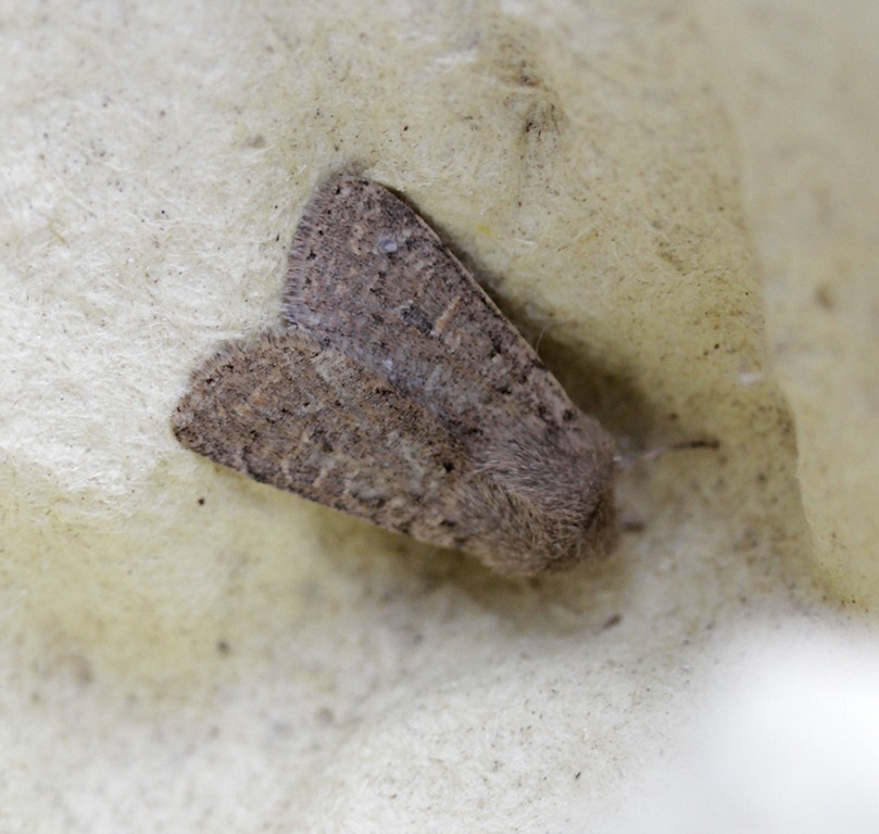 [11_03_13_moths_021_small_quaker[4].jpg]