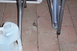 3 lizards