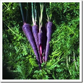Carrot_PurpleHaze