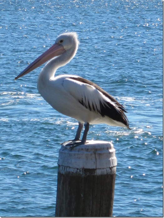 Pelican @ Rose Bay 4