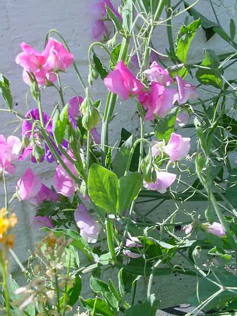 [SweetPeas[2].jpg]