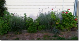 IMG00099-20100912-1629