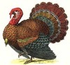 turkey_thumb[2]