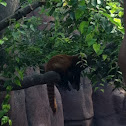 Red panda