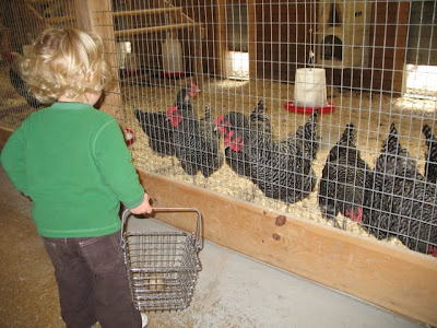 Well, hello there! Or should I say cluck, cluck, cluck?