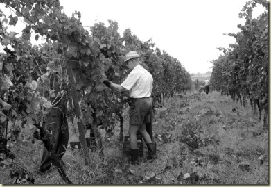 vigneti-27 vigneti-27