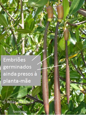 propagules