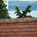 P7085883.JPG