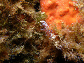 2009_9_28_buceo_tossa_n_(90).JPG