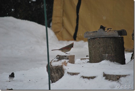 DSC_0004 DSC_0004