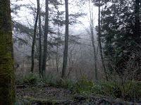 Douglas Firs Photo