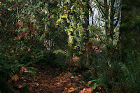 Thinkly Forested Trail Photo