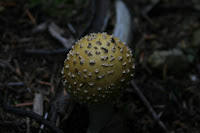 Mushroom Photo