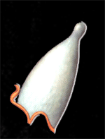 [narmer_alto[6].gif]