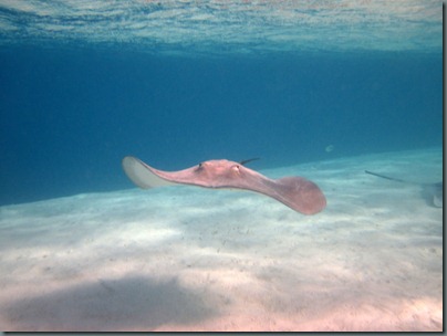 IMG_2817 IMG_2817