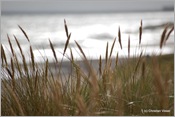 DSC_0571 (Large)