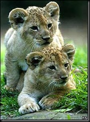 _39507583_ap300cubs _39507583_ap300cubs