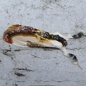 Beautiful Wood-Nymph
