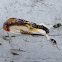 Beautiful Wood-Nymph