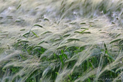 IMG_7304_photoview_Andreassen IMG_7304_photoview_Andreassen