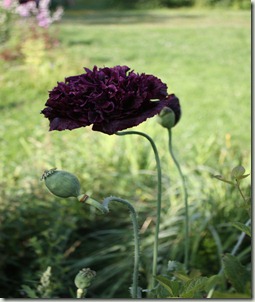 IMG_3739 IMG_3739