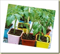 TomatoPlants1