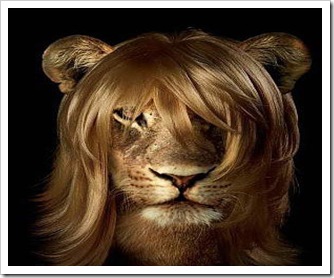 lion