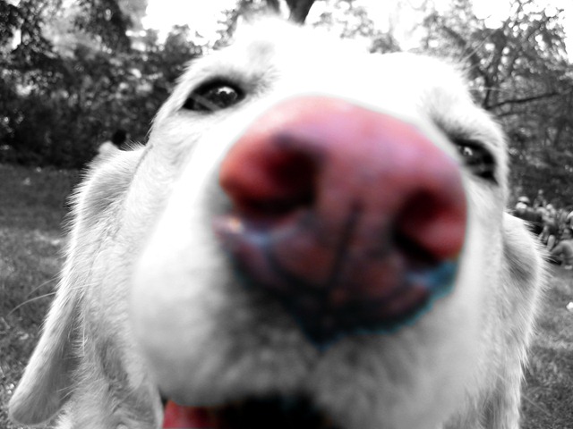 [stella schnozz effect[3].jpg]