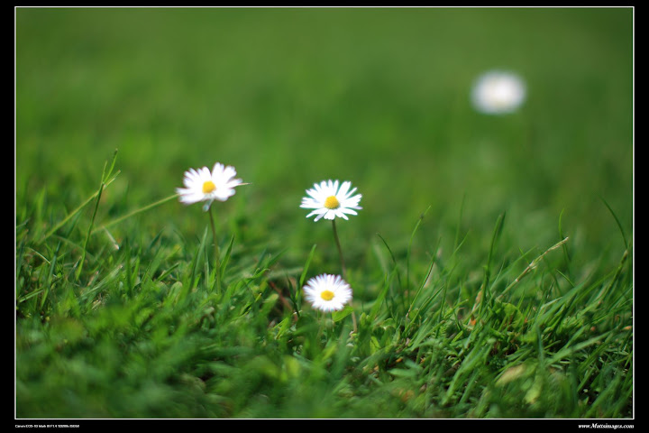 IMAGE: http://lh4.ggpht.com/_ux3BqxhvvGM/SDkgaIVmJSI/AAAAAAAABh4/7WpDPyQy9IY/s720/7W0J0255.JPG