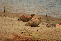 Jai Samand - A Lake Resort , Near to Udaipur , Rajasthan