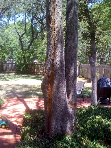 tree struck by lightning