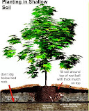 PlantingShallow.jpg