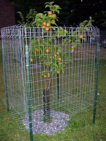 protecting-fruit-tree.jpg protecting-fruit-tree.jpg