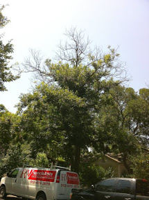 Good example of what many pecan trees look like this year :( IMG_2222.jpg