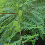 bald cypress foliage Bald_Cypress_Leaves.jpg