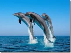 dolphins