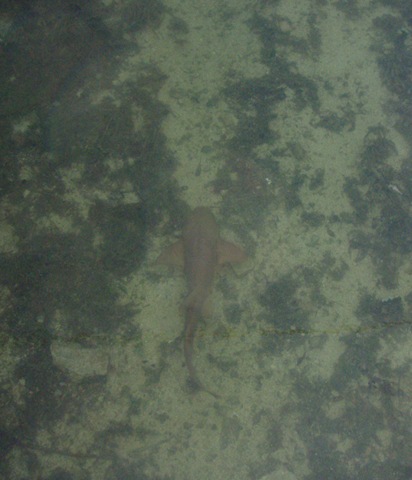 Shark 001a