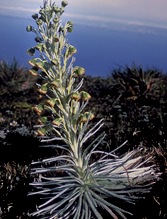 TX Silversword