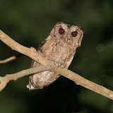 Sunda Owl